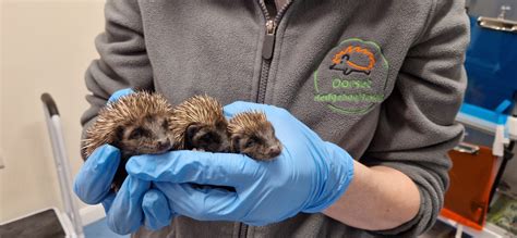 How to start a hedgehog rescue.  There&rsquo;s additional dialogue that occurs during/a...