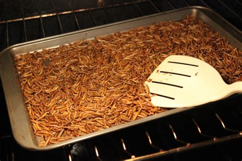 How to start your own mealworm farm Hello …