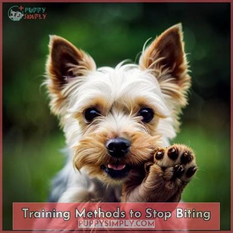 Stopping Yorkie Biting