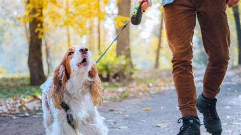 How to stop a barking dog The Humane Society of the …