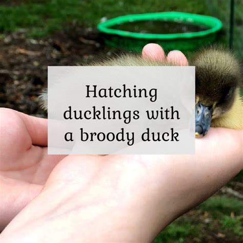 How to stop a broody duck
