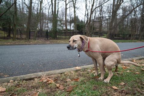 How to stop a dog from shiting in the house? - wikidoggia.com