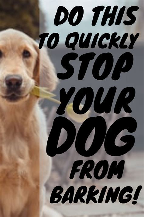 How to stop dog barking in seconds. To get your dog to stop barking, try teaching it the "Quiet" command. First, hold up a treat when your dog starts barking at something outside. Once it stops … 
