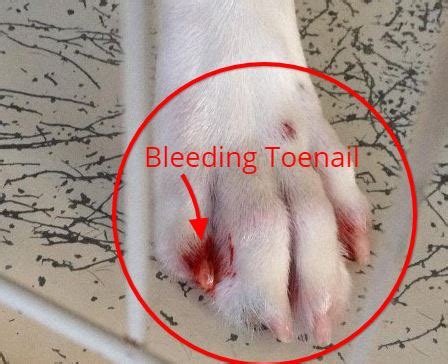 How to stop dogs toe from bleeding