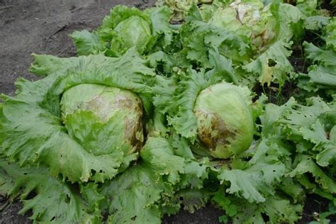 How to stop lettuce from turning brown