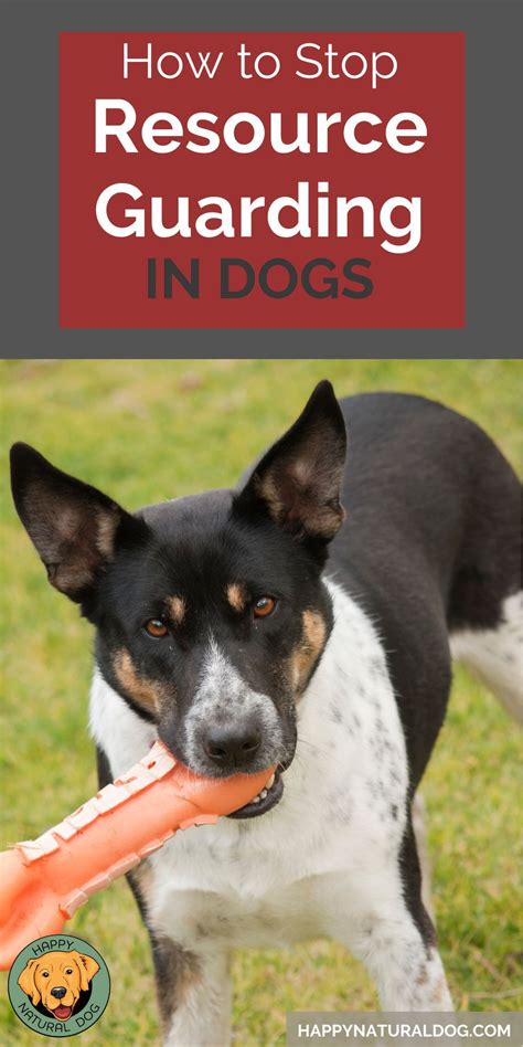 How to stop resource guarding in dogs