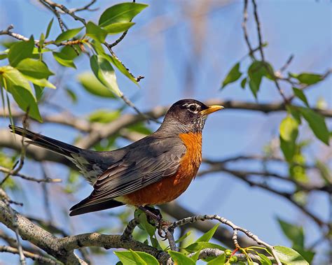 How to stop robin from attacking window