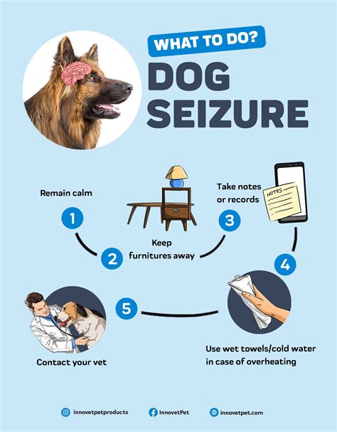 How to stop seizures in dogs immediately. Things To Know About How to stop seizures in dogs immediately. 