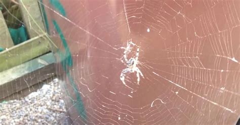 How to stop spiders from making webs
