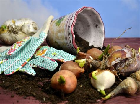 How to store bulbs in summer