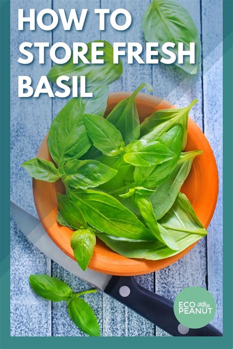 How to store fresh basil leaves. Find a canning jar that is large enough that the basil stems won’t have to be squished or packed. Place a few inches of water inside the jar, then place the basil branch inside with the cut side in the water. Screw on the lid of the jar. Store refrigerated. This keeps the basil fresh for up to 3 to 5 days. 