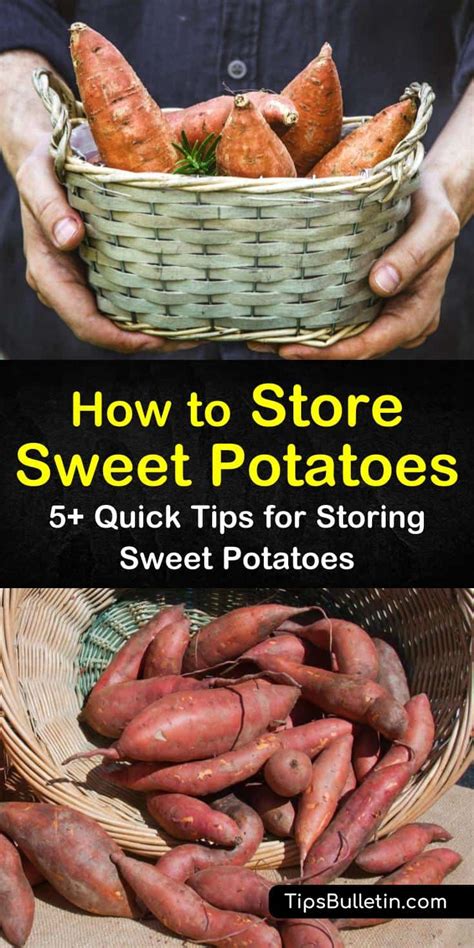 How to store sweet potatoes. Eating sweet potatoes is a delicious and nutritious way to take care of them. To get started, purchase a few slips of sweet potato from a store and plant them in the ground after the last spring frost date has passed. Sweet potatoes can be harvested after they’ve been planted, with each plant producing between 1-2 pounds of tubers. 