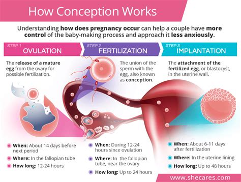 How to support implantation after ovulation How soon after ovulation