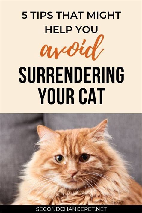 How to surrender a cat. 4. Breed Rescues. If your cat belongs to a specific breed, you may be able to reach out to a breed-specific rescue. These often involve animal fosters, so your cat … 