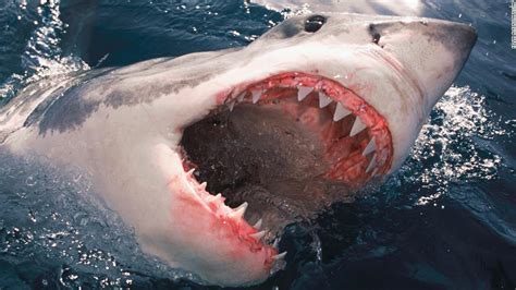 How to survive a shark attack — or better yet, avoid one entirely
