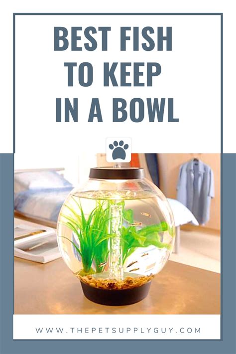 How to take care fish in bowl