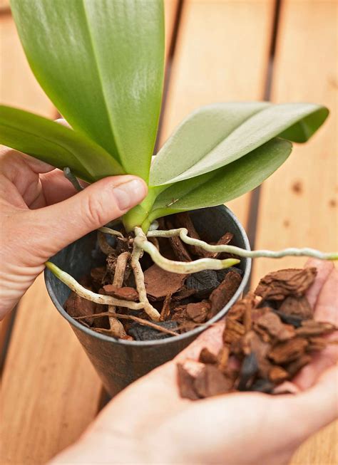 How to take care of an orchid. Jan 6, 2023 ... You should place the pot of your phalaenopsis orchid plant in the proper place and keep them away from direct sunlight because ultraviolet rays ... 