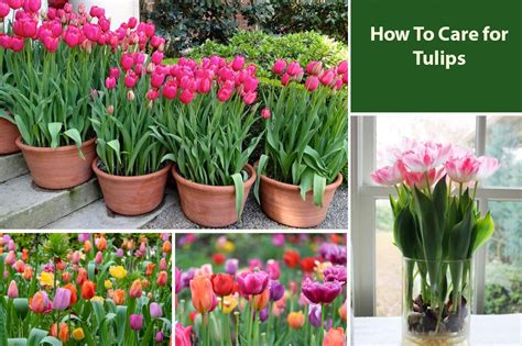 How to take care of tulips. Check the water level in the vase daily and, for the longest vase life, change the water in the vase daily. At the very least, top off the water as the level lowers. Never let your tulips sit without water covering the bottoms of their stems. Keep your tulips in a cool room. You can even drop an ice cube in the water, to help keep the ... 