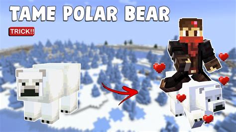 How to tame a bear in minecraft