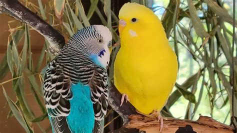 How to tame a budgie in 30 minutes - Quora