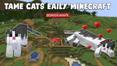 How to tame a cat in minecraft