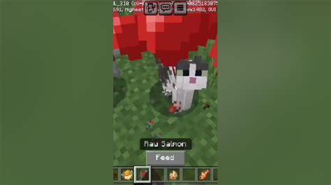 How to tame a fish in minecraft