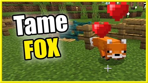 How to tame a fox on minecraft
