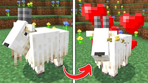 How to tame a goat in minecraft