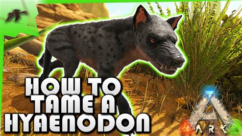 How to tame hyaenodon. Make the 4 wall height all around, 1 doorframe for entrance, and 1 ceiling outside that doorframe. 2 ladders so you can get up. Dump the hyena into this pen, dismount your bird and crouch, go up ladder and then inside and down the pen, the hyena should be completely oblivious to you thanks to this ingenious design. #6. 
