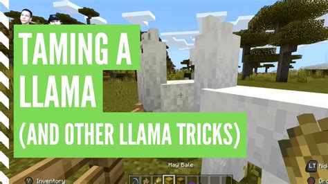 How to tame llama in minecraft