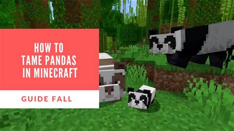 How to tame pandas on minecraft
