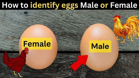 How to tell Male or Female Egg?? 92% accurate! - BackYard Chickens