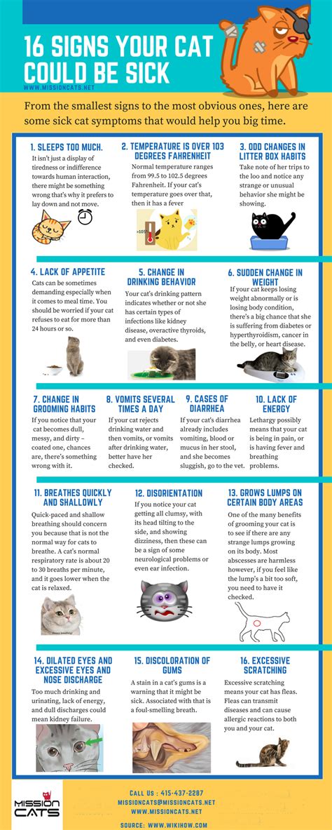 How to tell a cat is sick