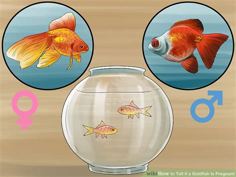 How to tell a goldfish is pregnant