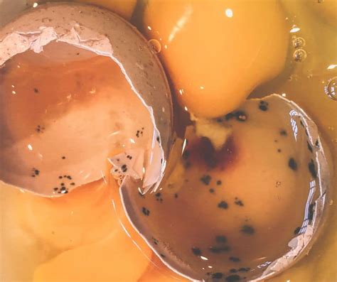 How to tell an egg is rotten
