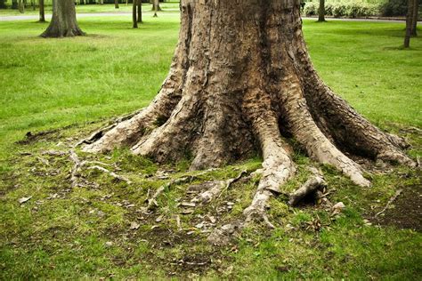 How to tell if a tree is dead. 1. Bark Is Falling Off. The first and most obvious sign of a dying tree is if the bark is falling off. Bark sloughing off the trunk means the tree’s roots are not receiving enough nutrients, and the … 