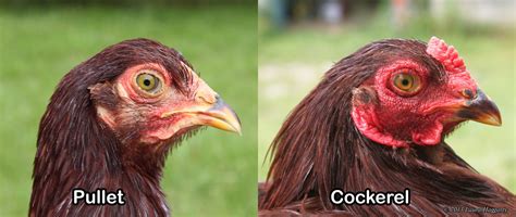 How to tell if my pullet is a rooster? - BackYard Chickens