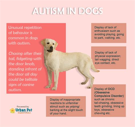 How to tell if your dog is autistic - theansweruwant.com