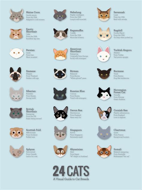 Aug 20, 2023 · My wife’s prepared this article of how to identify your cat’s breed, but before we do, feel free to go to our page and subscribe for more information about everything. Whether you’ve just adopted a cat or you’re taking them for a regular checkup, speaking to your vet is always a good idea. .