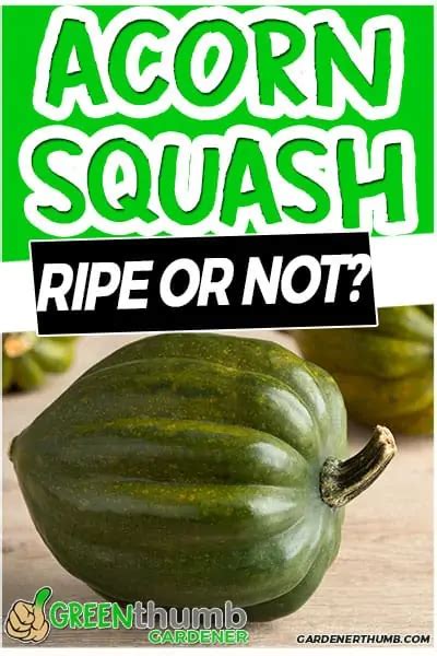 How to tell when Acorn Squash Is Ripe - Green Thumb Gardener