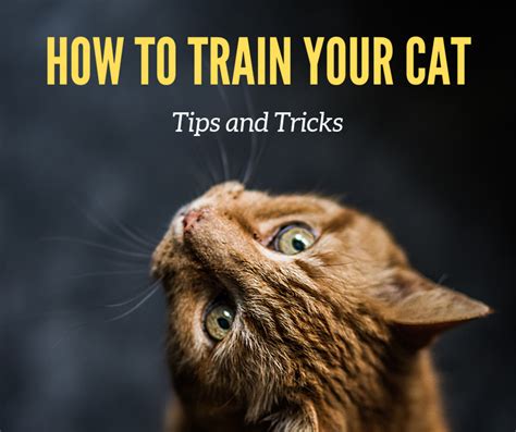 How to train a cat. The best way to train your cat is by using what is known as ‘positive reinforcement’. This means rewarding your cat for performing a desired behaviour. You want your cat to be motivated to learn and feel happy and comfortable doing so. The more the cat feels good about doing something we want them to do, the more likely they are to do it. 