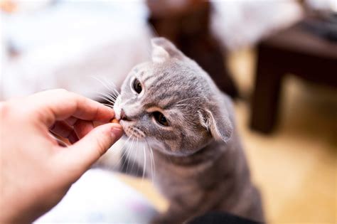 How to train a kitten. Quick tip: Before you punish your cat for negative behavior, try redirecting your cat toward what you'd prefer them to do instead. So, instead of focusing on getting them off the counter, Lusvardi ... 