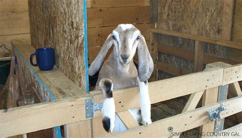How to train a show goat