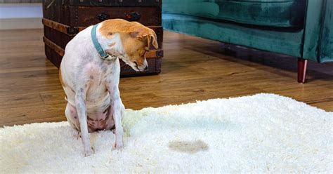 How to train dog pee in house