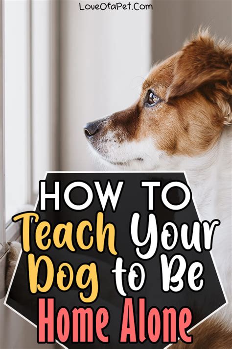 How to train roommate’s puppy to leave my dog alone and respect …