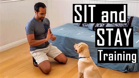 How to train your dog. Frequently take the dog to the pad. For puppies, you should take them there every 30 minutes. If the dog is used to toileting outdoors, take a pad with you and encourage the dog to use it outside so they get the idea that it's ok. 3. Use verbal commands. Dogs respond well to verbal commands. 