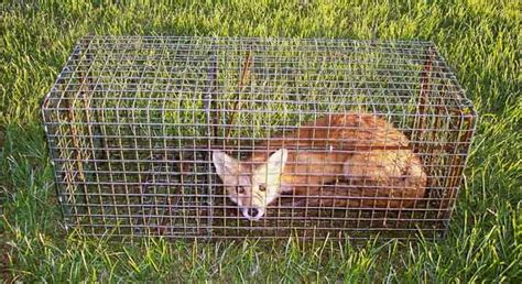 How to trap a fox in a cage humanely - Fox Repellent Expert