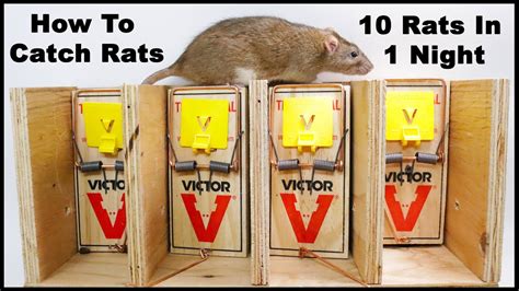 How to trap a rat. Shop now: https://www.victorpest.com/safe-set-rat-1pk The Victor® Safe-Set™ Rat Trap was engineered with safety as a top priority. The Safe-Set™ design preve... 