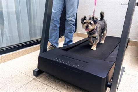 How to treadmill your dog DIY Tutorial YouTube