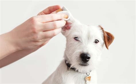 How to treat a dog ear infection without a vet? At-home pet care …